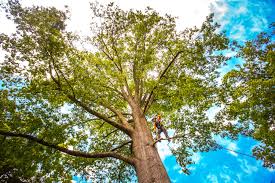 Best Tree Maintenance Programs  in Margate City, NJ