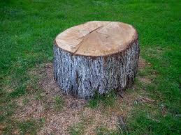 Best Lot and Land Clearing  in Margate City, NJ