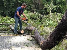 Best Tree Removal  in Margate City, NJ