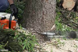 Best Tree Risk Assessment  in Margate City, NJ