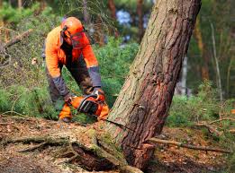 Best Tree Trimming and Pruning  in Margate City, NJ