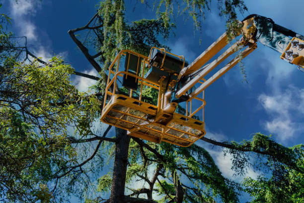 Best Tree Disease Treatment  in Margate City, NJ