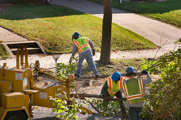 Best Tree Preservation Services  in Margate City, NJ