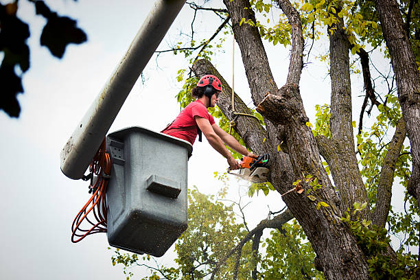 Best Emergency Tree Removal  in Margate City, NJ