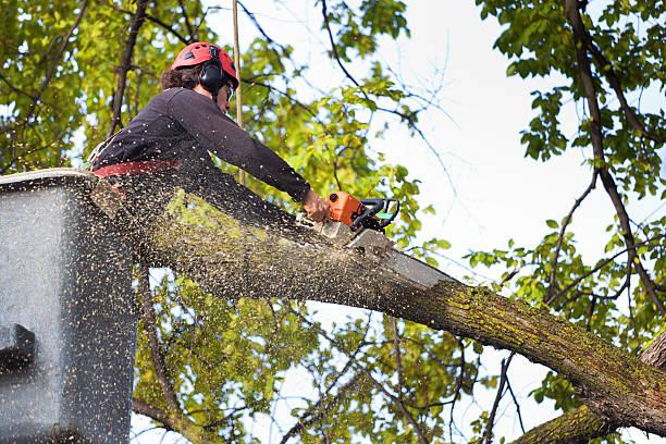 Best Storm Damage Tree Cleanup  in Margate City, NJ