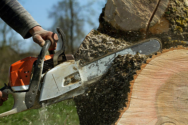 How Our Tree Care Process Works  in  Margate City, NJ