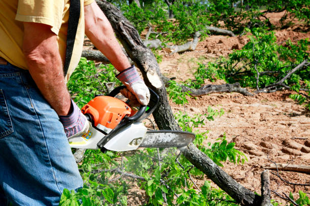 Best Stump Grinding and Removal  in Margate City, NJ